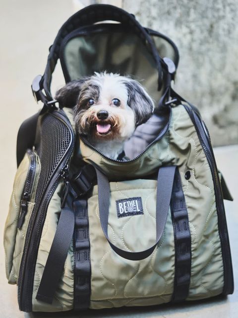 新品ANTEPRIMA ビーズ犬顔バッグ ゴールド系 ベストセラー｜【公式